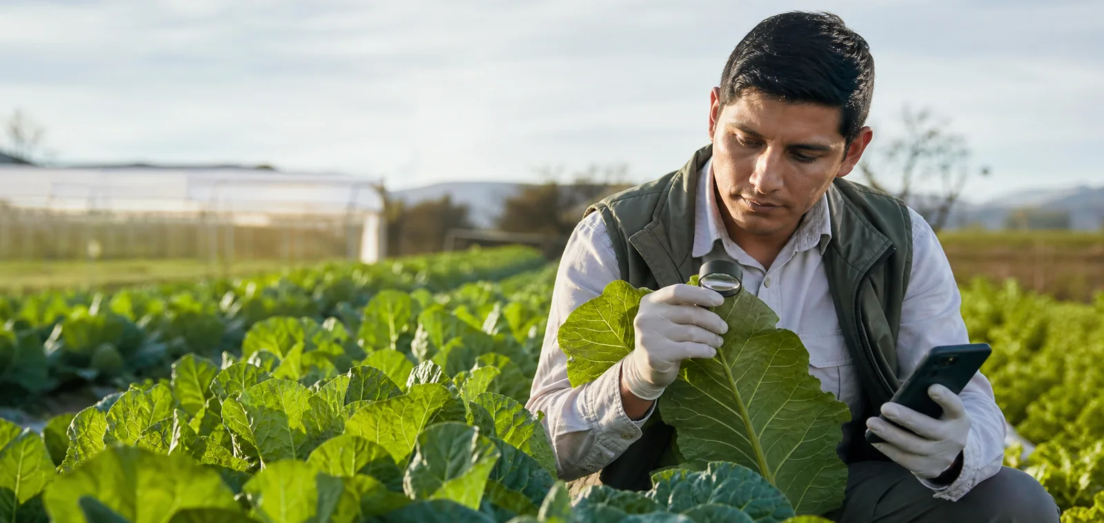 Agrónomo revisando una hoja y consultando información fitosanitaria en el campo