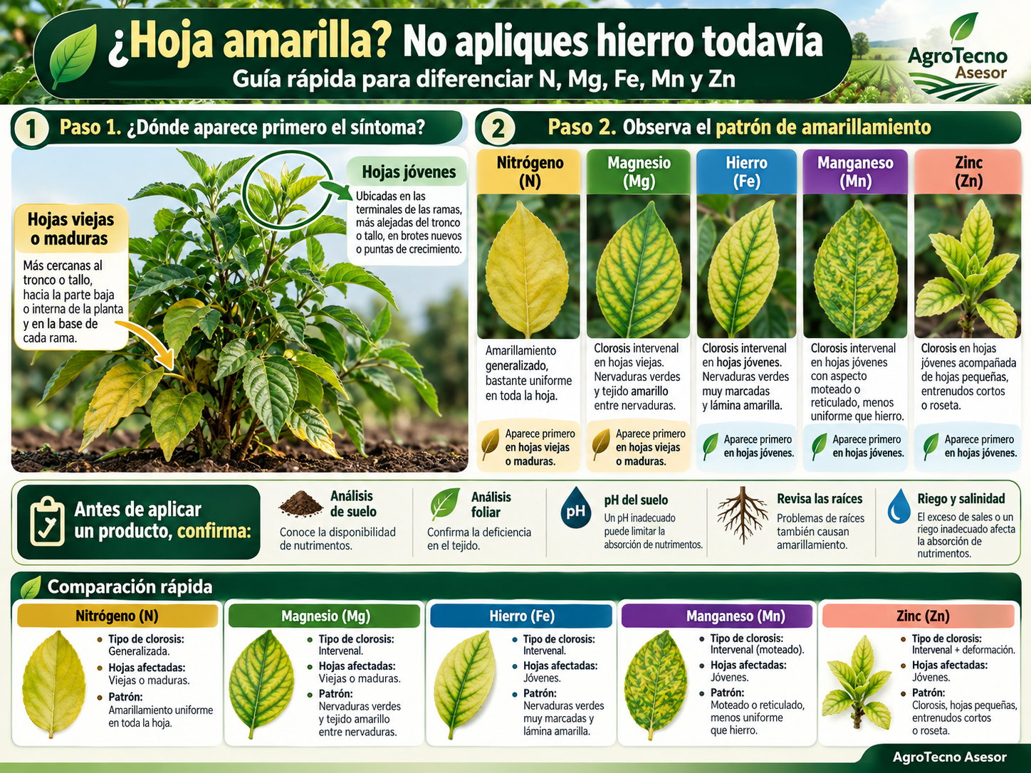 ¿Hoja amarilla? No apliques hierro todavía: aprende a diferenciar N, Mg, Fe, Mn y Zn